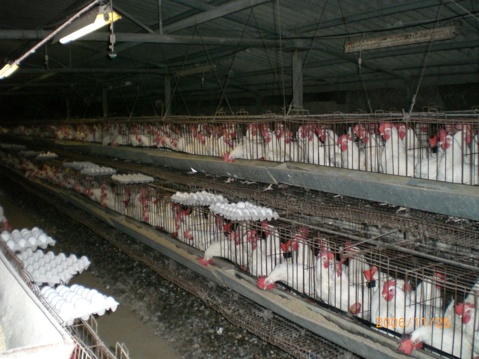 Poultry Firm - Image Wikipedia