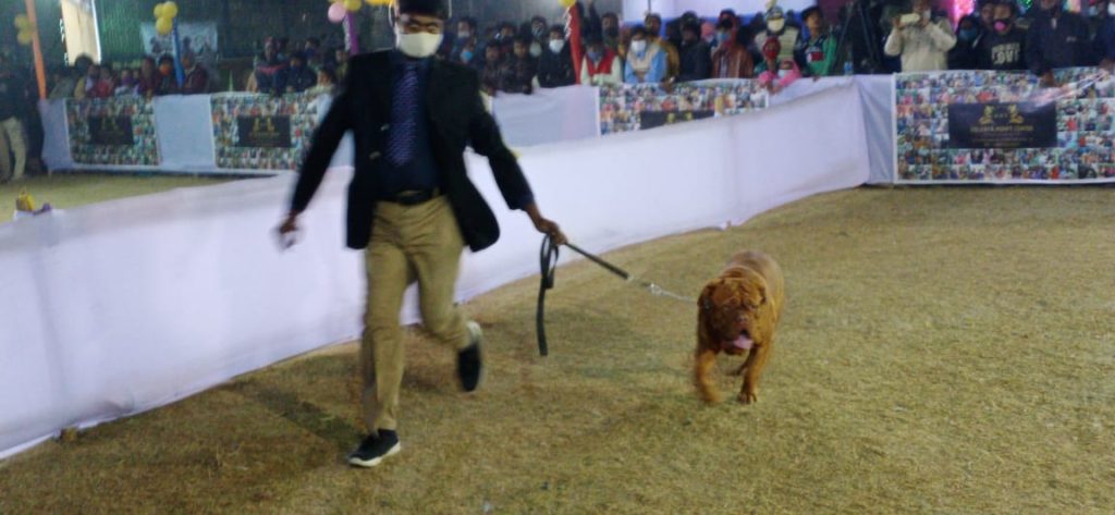 Dog Show at Wellington in Kolkata