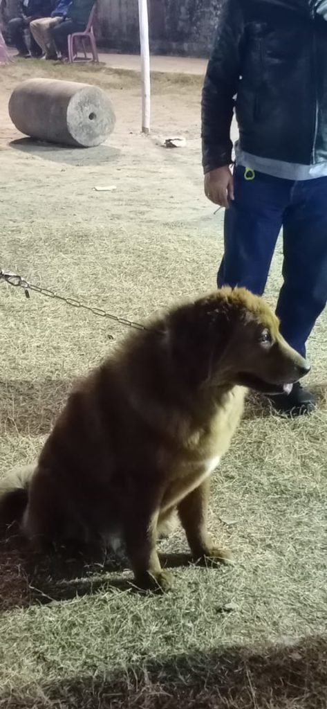 Dog Show at Wellington in Kolkata