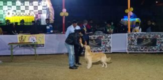 Dog Show at Wellington in Kolkata Dog Show at Wellington in Kolkata