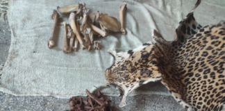 Wildlife Crime Control Bureau Busts Wildlife Trafficking Syndicates in Jammu & Kashmir