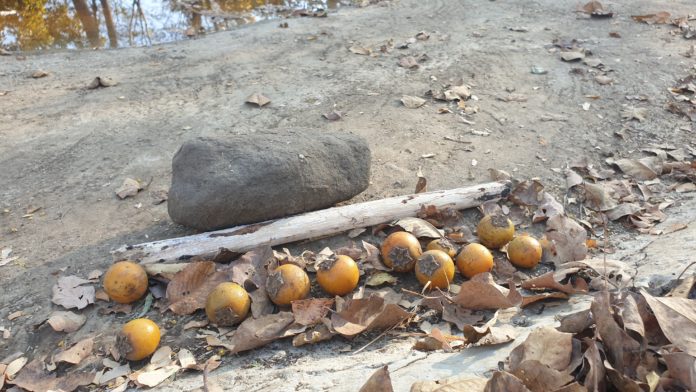 Dispersing Tendu Seeds in Tipeshwar