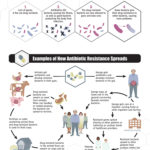 A CDC infographic on how antibiotic resistance (a major type of antimicrobial resistance) happens and spreads.