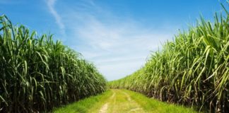 Centre notifies scheme for Cooperative Sugar Mills for conversion of existing sugarcane-based feedstock ethanol plants to multi-feedstock based plants Drone use permission to Indian Institute of Sugarcane Research for field trials