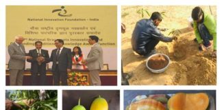 Kota farmer develops mango variety that bears fruits round the year Mango - Sadabahar
