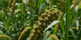Japanese Foxtail Millet