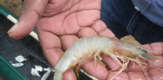 Sea Turtle Conservation and Shrimp Imports Into the United States Penaeus indicus (White shrimp)