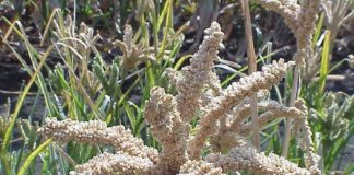 PM lauds the efforts of Lahari Bai for preserving more than 150 varieties of millet seeds Finger Millet by Wikipedia