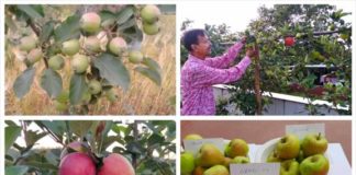 Low-chilling apple variety developed by Himachal farmer spreads far & wide