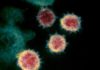 Centre takes steps to accelerate domestic vaccine production Electron micrograph of SARS-CoV-2 virions with visible coronae
