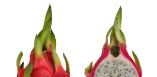 Exotic dragon fruit or Kamalam from Maharashtra exported to Dubai Dragon Fruit