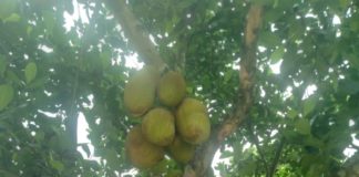 গাছে কাঁঠাল, গোঁফে তেল গাছে কাঁঠাল, গোঁফে তেল
