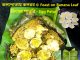 Egg Paturi By কলাপাতায় কলরব © Feast on Banana Leaf.