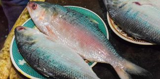 মাছে ভাতে বাঙালী Ilish Fish