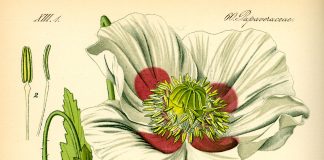 Poppy Plant by Wikipedia