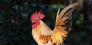 Bill & Melinda Gates Foundation to support India’s livestock sector – MOU Signed with India Livestock Chicken