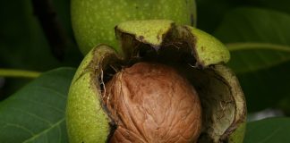 First consignment of Kashmir walnuts from Budgam despatched Kashmiri Walnut by Wikipedia