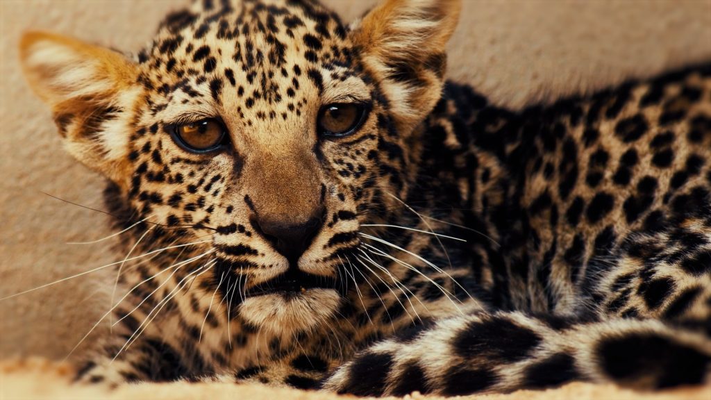 Arabian Leopard