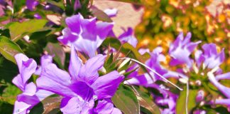 Architect of Pollen development & Seed formation identified Flowers of Sikkim