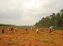 Greening Initiatives in Coal Sector TREE PLANTING