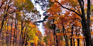 In search of Fall at Shenandoah National Park Virginia,USA Shanendoah National Park - Photo By Angshuman Deb