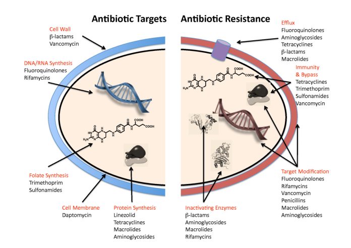 Antibiotic Resistance Mechanisms