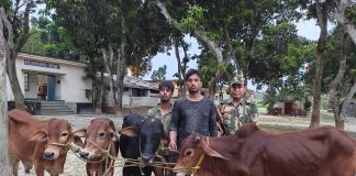 BSF RESCUED CATTLE FROM THE CLUTCHES OF SMUGGLERS, 02 SMUGGLERS ALSO ARRESTED