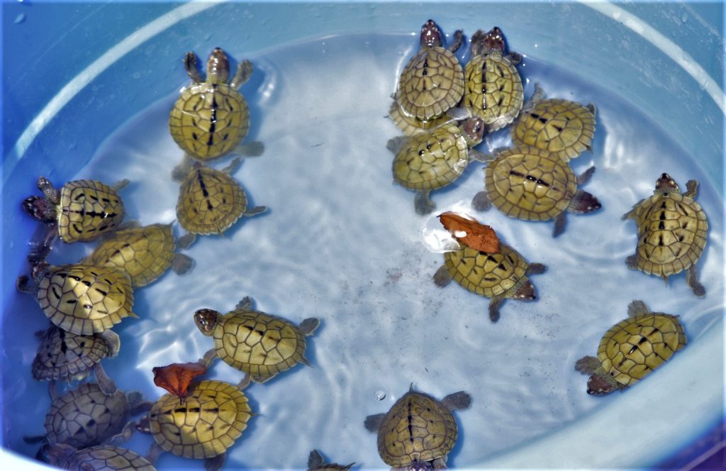 Turtle Day - Babies Day out-- Some of the hatchlings of the critically endangered Red-crowned roofed turtle (Batagurkachuga) and the Three-striped roofed turtle (Batagurdhongoka), ready to be released as part of the initiative taken by leading menswear brand, Turtle Ltd., in collaboration with the Turtle Survival Alliance, in the lower Chambal river area to commemorate World Turtle Day, today.