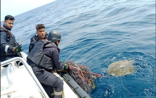 ‘Operation Olivia’ for protection of endangered Olive Ridley Turtles