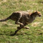 Cheetah By Wikipedia