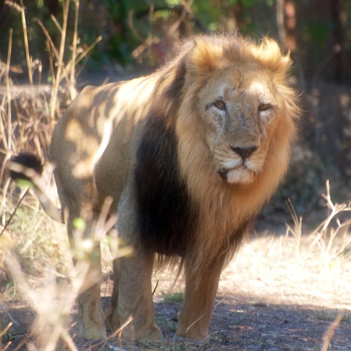Indian lion male (Panthera leo persica) at Gir National Park by Wikipedia
