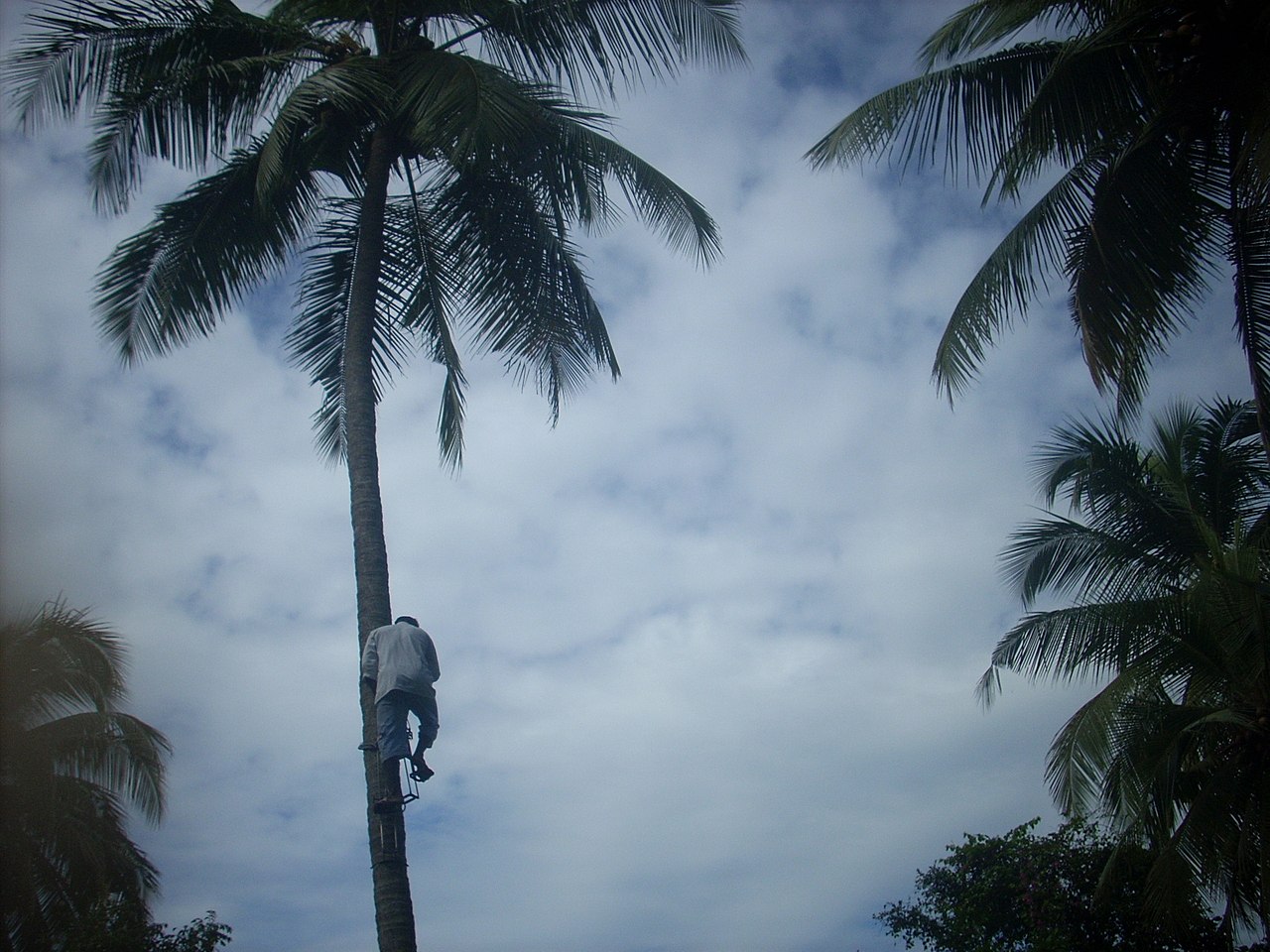 Coconut Tree Climbers