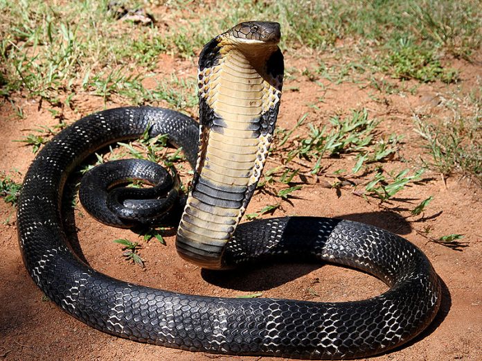 Current insight on the mechanisms of Cobra venom cytotoxins can help anti-venom therapy