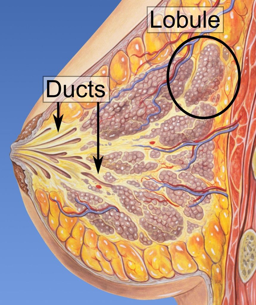 Lobules and lactiferous ducts of the breast. By Wikipedia