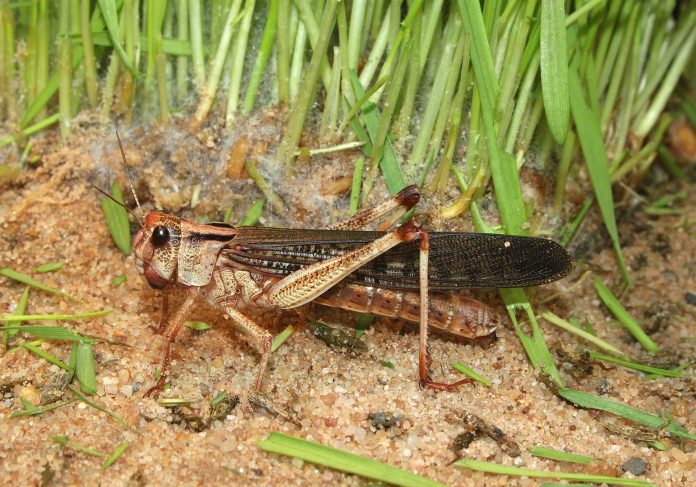 Locusts are grasshoppers, such as this migratory locust (Locusta migratoria), that have entered into a migratory phase of their life.