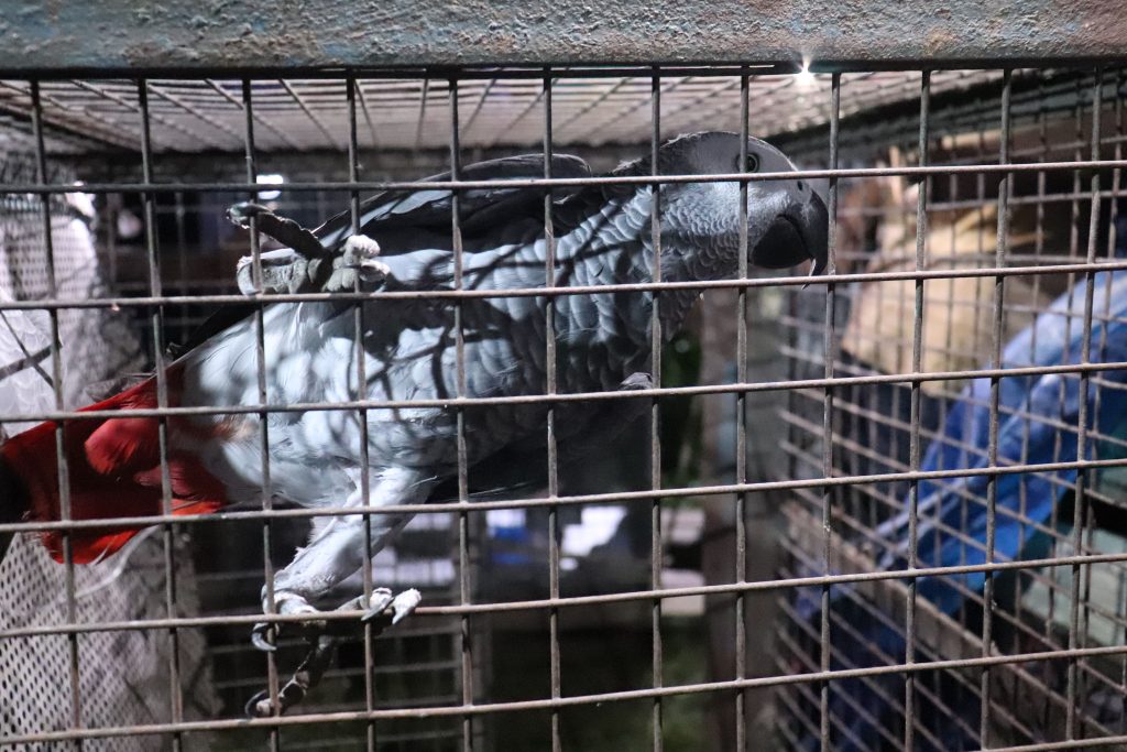 Grey Parrot captured from Tarzan Circus2