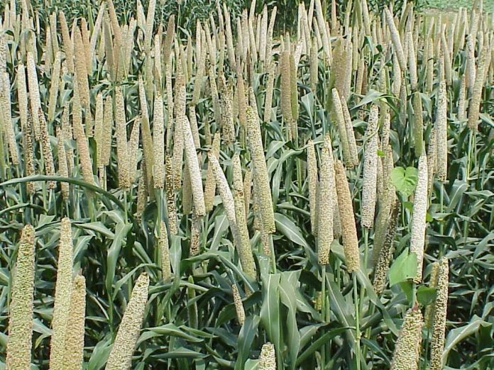 Millets image from Wikipedia