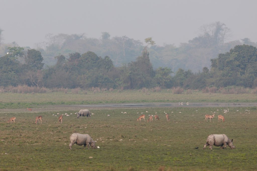 Glimpses of the Life Nestled amidst lush greenery, diverse flora and fauna including the majestic one horned rhinoceros at Kaziranga National Park, in Assam on March 09, 2024. PM visited this UNESCO World Heritage site.