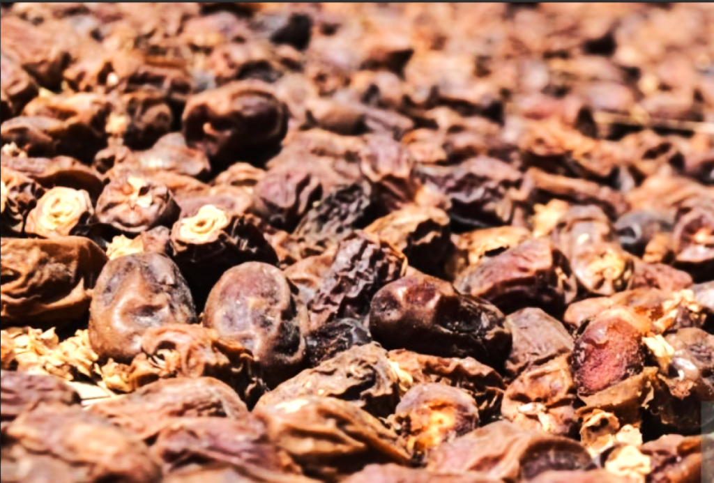 Dates harvested from Panjgur and Turbat, famous globally. (Image by Unsplash — royalty-free)