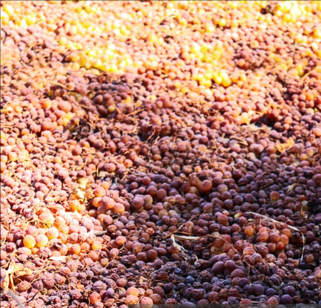 Handpicked grapes being sun-dried into raisins — a centuries-old technique. (Image by Unsplash — royalty-free)