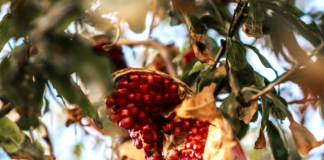 Balochistan: The Fruit Basket of Pakistan — Tradition, Global Markets & the Rise of Fruit Exports Pomegranate orchards in dry-desert foothills of Balochistan. (Image by Unsplash — royalty-free)