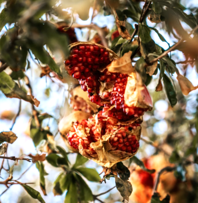 Pomegranate orchards in dry-desert foothills of Balochistan. (Image by Unsplash — royalty-free)