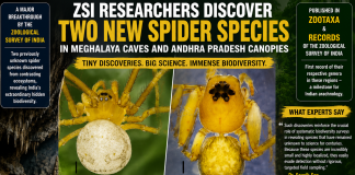 ZSI Scientists Discover Two New Spider Species in Meghalaya Caves and Andhra Pradesh Forest Canopies ZSI Scientists Discover Two New Spider Species in Meghalaya Caves and Andhra Pradesh Forest Canopies