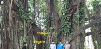 Oldest accurately dated Banyan found in Munger, Bihar Oldest accurately dated Banyan found in Munger, Bihar.