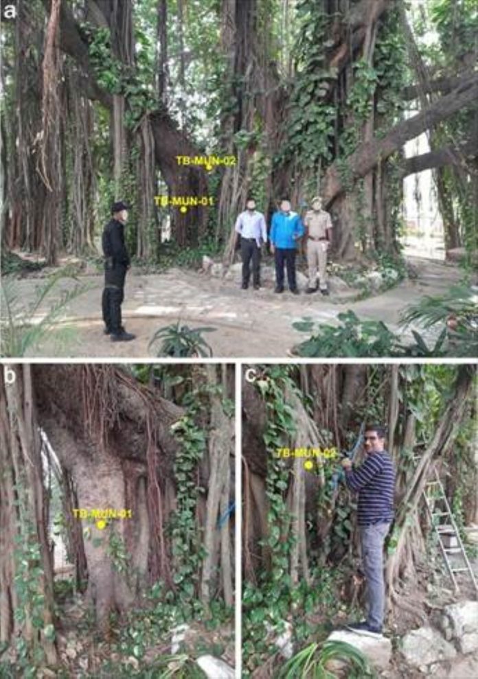 Oldest accurately dated Banyan found in Munger, Bihar.