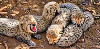 Indian-born Cheetah gives birth to 5 Healthy Cubs at Kuno National Park; India’s Cheetah Population reaches 60 Cheetah Cubs’ Cozy Woodland Cuddle