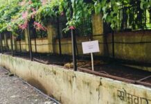 ARI promotes scientific waste management and sustainable gardening under swachhata special campaign 6.0 Compost pits at ARI, Pune, where fallen leaves and garden residues are composted in-house.