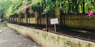 ARI promotes scientific waste management and sustainable gardening under swachhata special campaign 6.0 Compost pits at ARI, Pune, where fallen leaves and garden residues are composted in-house.
