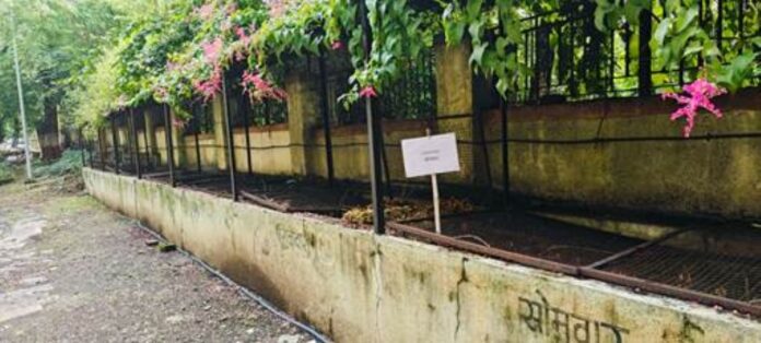 Compost pits at ARI, Pune, where fallen leaves and garden residues are composted in-house. Compost pits at ARI, Pune, where fallen leaves and garden residues are composted in-house.